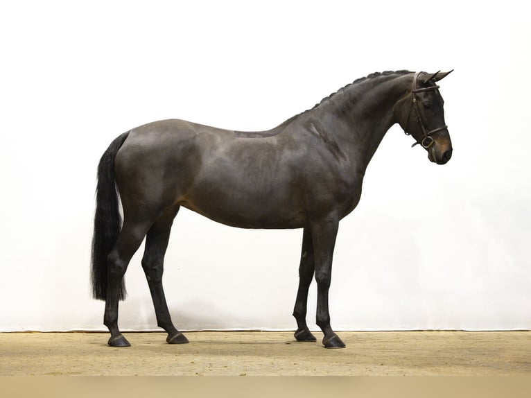 KWPN Jument 7 Ans 161 cm Bai brun foncé in Waddinxveen KWPN Jument 7 Ans 161 cm Bai brun foncé in Waddinxveen