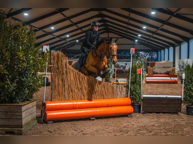 KWPN Jument 7 Ans 162 cm Bai in Dorst