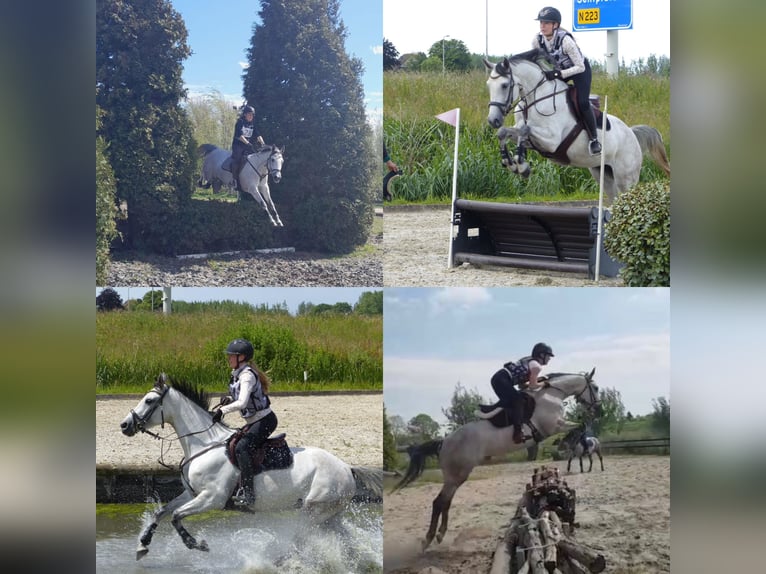 KWPN Jument 7 Ans 162 cm Gris in Hijken