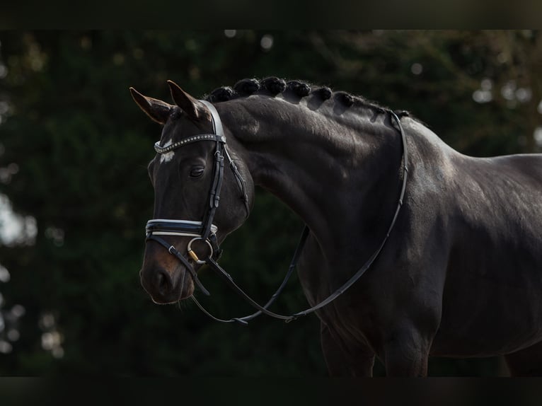KWPN Jument 7 Ans 163 cm Bai brun in Dorst