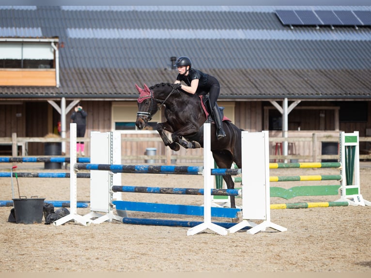 KWPN Jument 7 Ans 163 cm Bai brun in Dorst