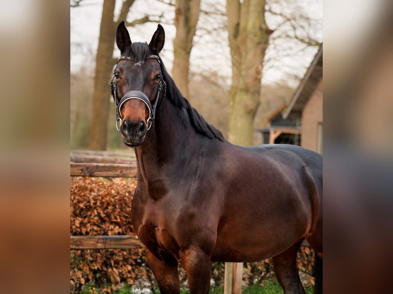 KWPN Jument 7 Ans 163 cm Bai brun in Apeldoorn