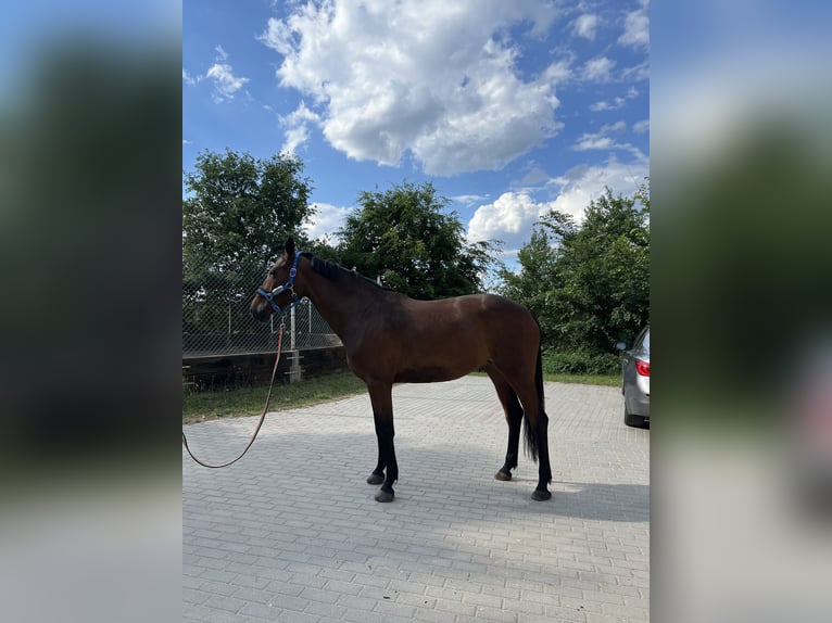 KWPN Jument 7 Ans 163 cm Bai cerise in Zielona Góraóra