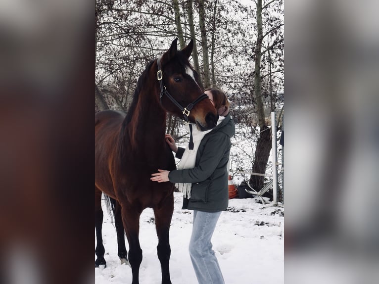 KWPN Jument 7 Ans 163 cm Bai in Papendrecht