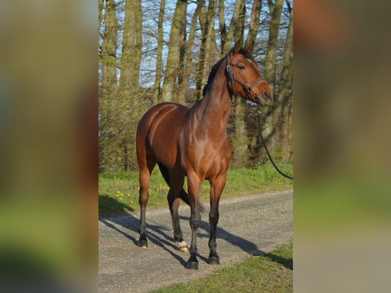 KWPN Jument 7 Ans 163 cm Bai in Molenschot