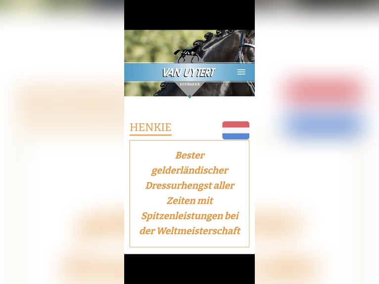 KWPN Jument 7 Ans 165 cm Alezan in Schwanewede