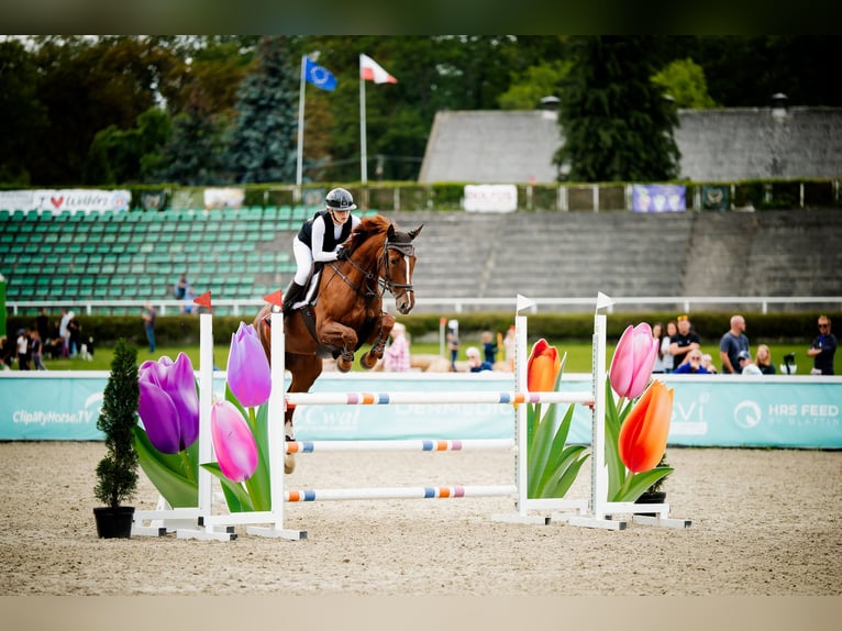 KWPN Jument 7 Ans 165 cm Alezan in Rokitki
