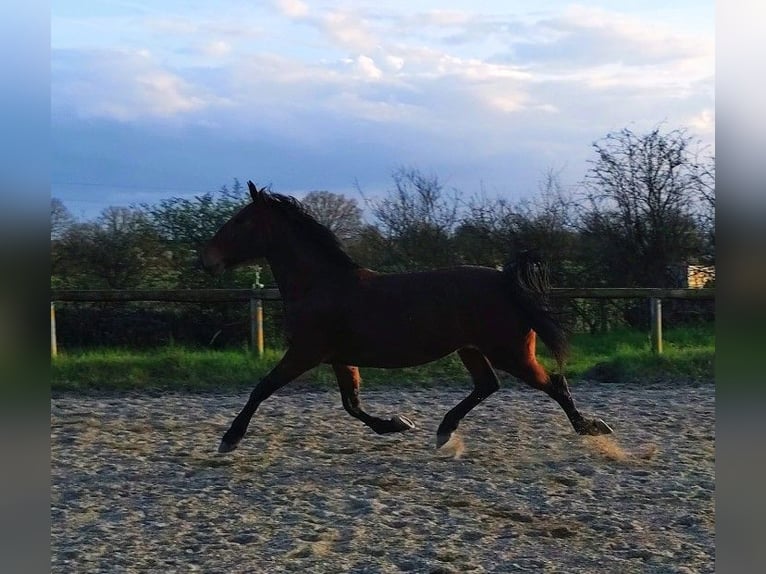 KWPN Jument 7 Ans 165 cm Bai in Maulévrier