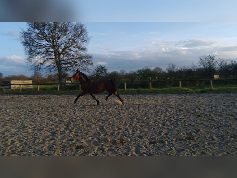 KWPN Jument 7 Ans 165 cm Bai in Maulévrier