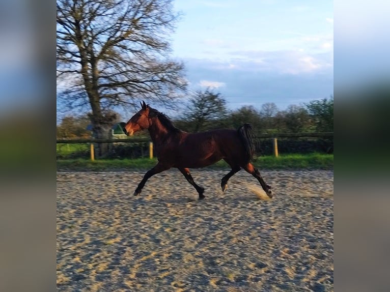 KWPN Jument 7 Ans 165 cm Bai in Maulévrier