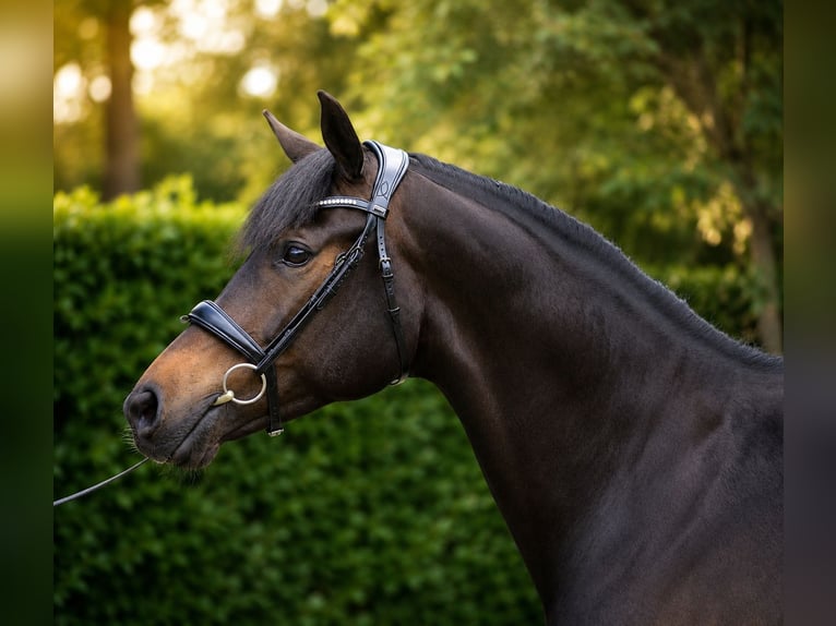 KWPN Jument 7 Ans 165 cm Bai brun foncé in Diever