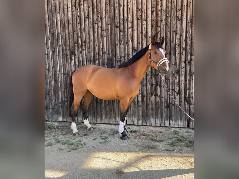 KWPN Jument 7 Ans 165 cm Bai in Adelschlag