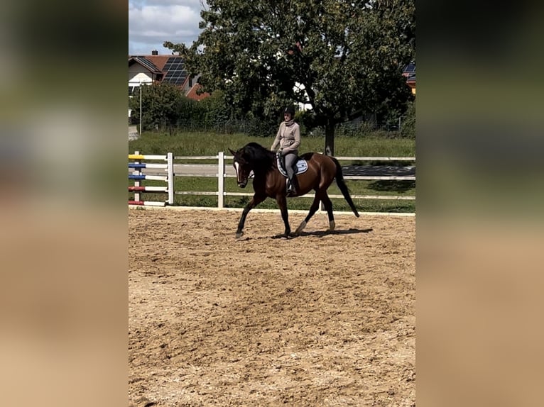 KWPN Jument 7 Ans 165 cm Bai in Adelschlag