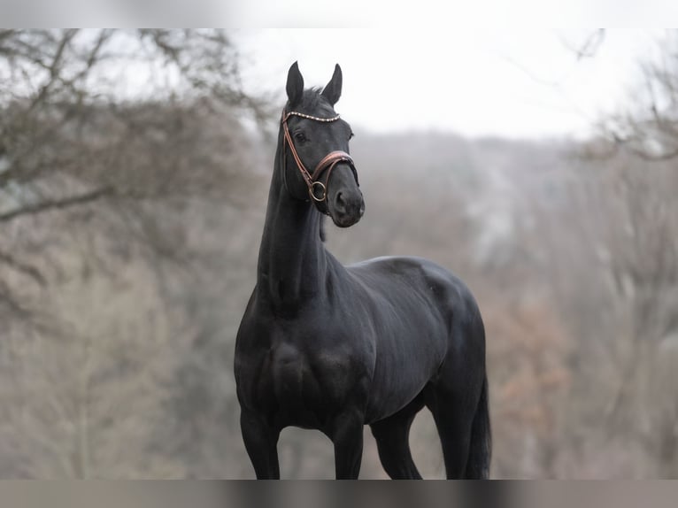 KWPN Jument 7 Ans 165 cm Noir in Windhagen