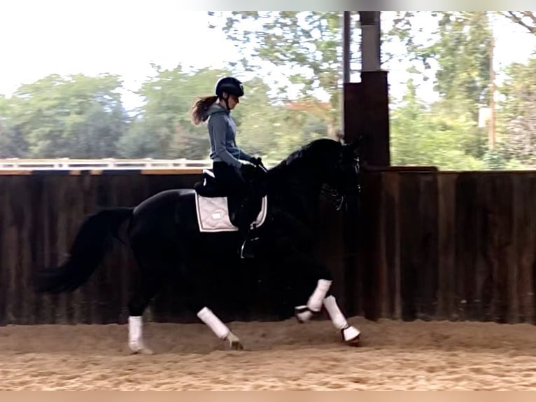 KWPN Jument 7 Ans 165 cm Noir in Neeritter