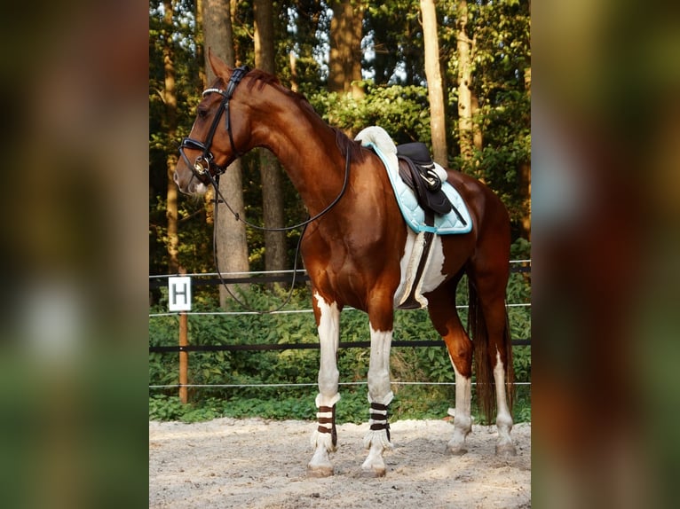 KWPN Jument 7 Ans 165 cm Pinto in Friesoythe