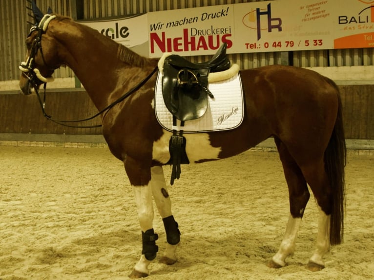 KWPN Jument 7 Ans 165 cm Pinto in Friesoythe
