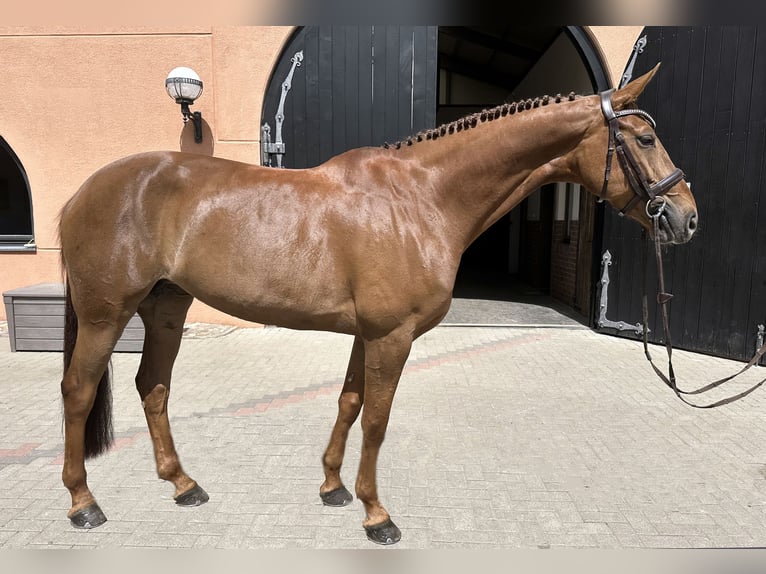 KWPN Jument 7 Ans 166 cm Alezan brûlé in Werder (Havel)