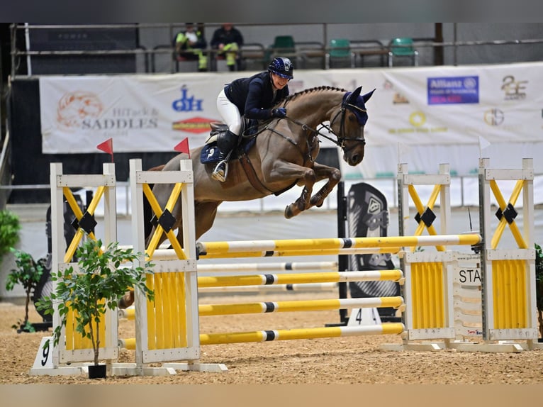KWPN Jument 7 Ans 166 cm Alezan brûlé in Werder (Havel)