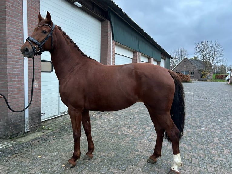 KWPN Jument 7 Ans 166 cm Alezan in Wijchmaal