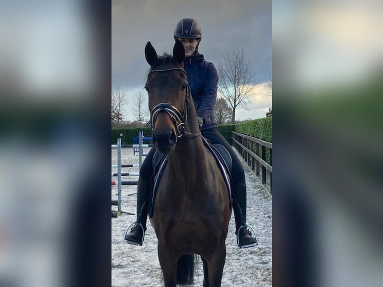 KWPN Jument 7 Ans 166 cm Bai in Voorthuizen