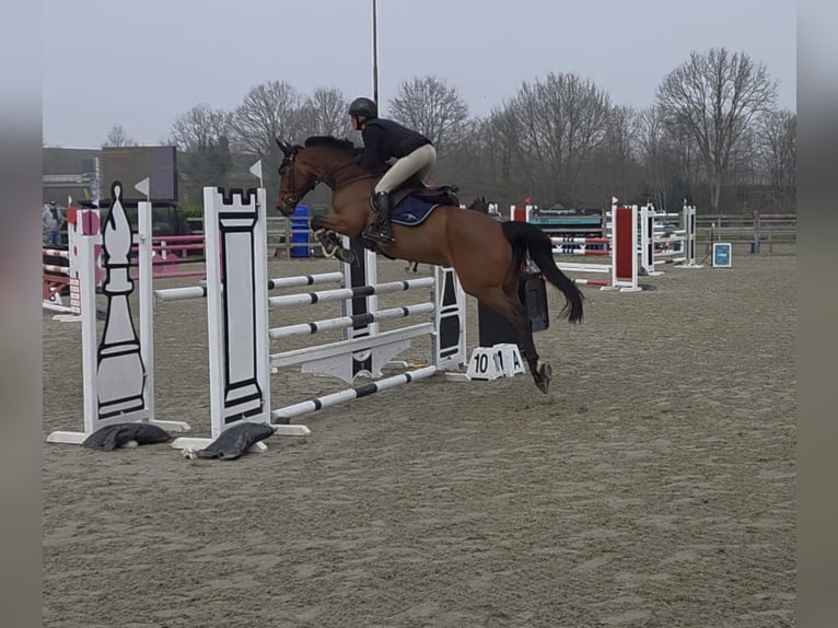 KWPN Jument 7 Ans 166 cm Bai in Kaulille