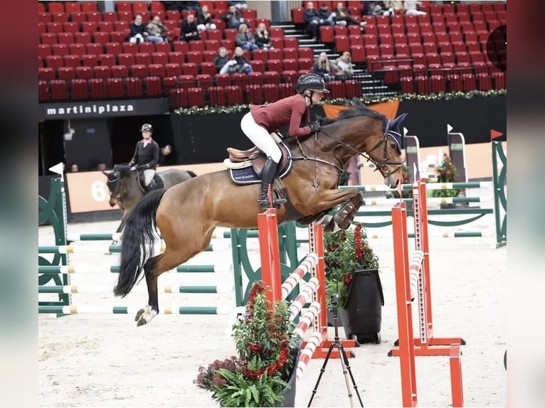 KWPN Jument 7 Ans 166 cm Bai in Meppen