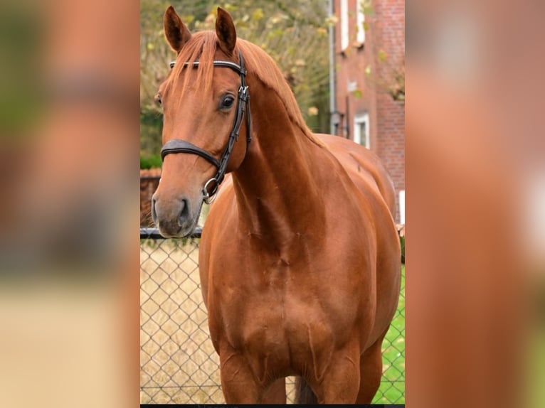 KWPN Jument 7 Ans 167 cm Alezan brûlé in Shumen