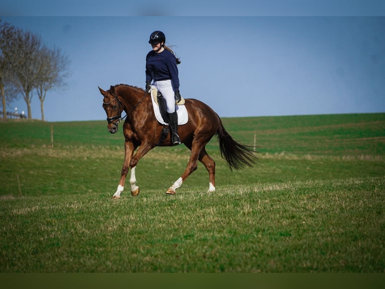 KWPN Jument 7 Ans 167 cm Alezan in Nettersheim