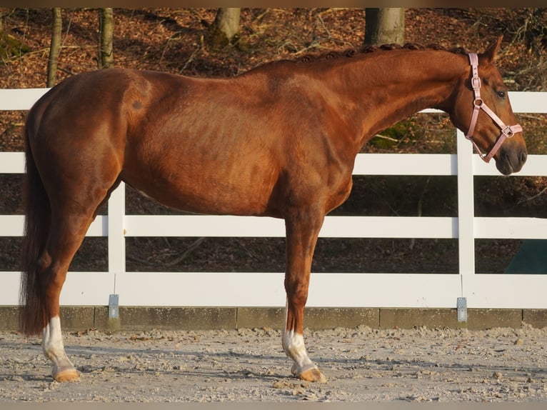 KWPN Jument 7 Ans 167 cm Alezan in Nettersheim