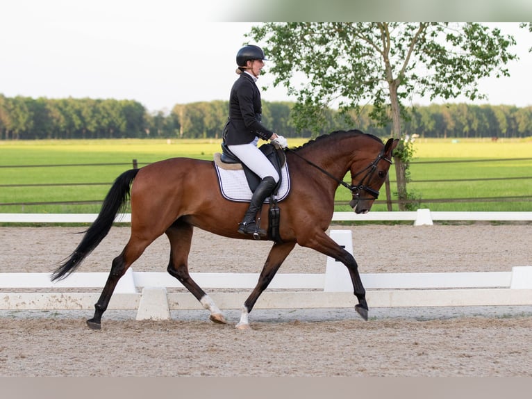 KWPN Jument 7 Ans 167 cm Bai in Amersfoort