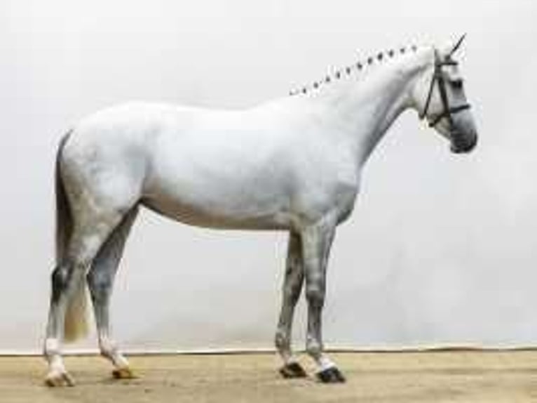 KWPN Jument 7 Ans 167 cm Gris in Waddinxveen