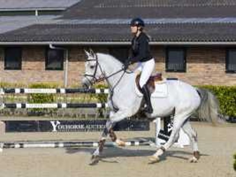 KWPN Jument 7 Ans 167 cm Gris in Waddinxveen