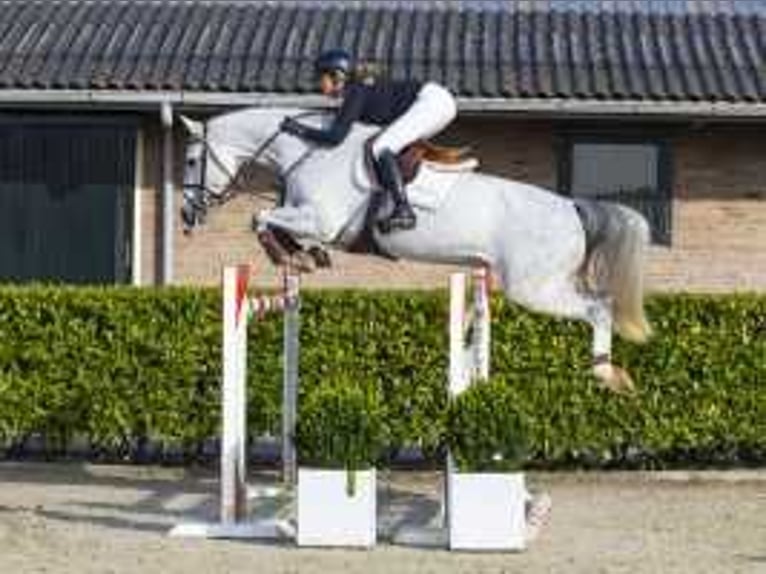 KWPN Jument 7 Ans 167 cm Gris in Waddinxveen