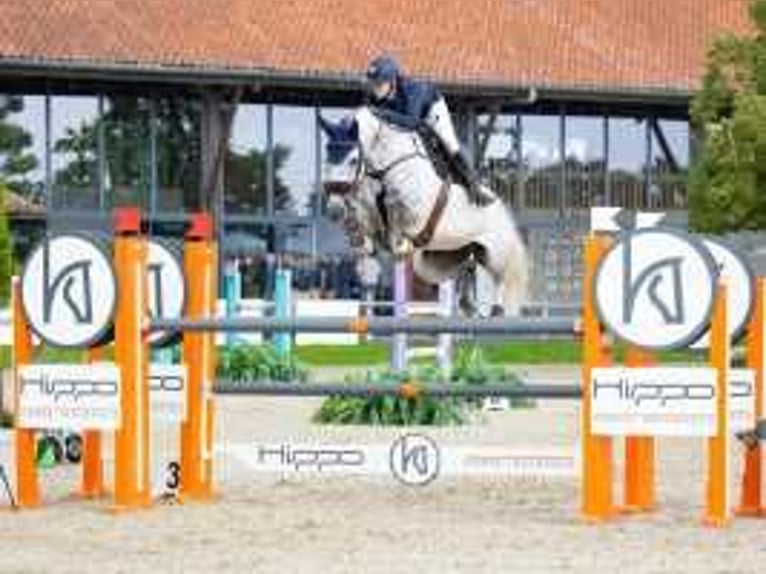 KWPN Jument 7 Ans 167 cm Gris in Waddinxveen