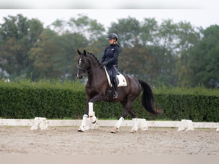 KWPN Jument 7 Ans 167 cm Noir in De Moer