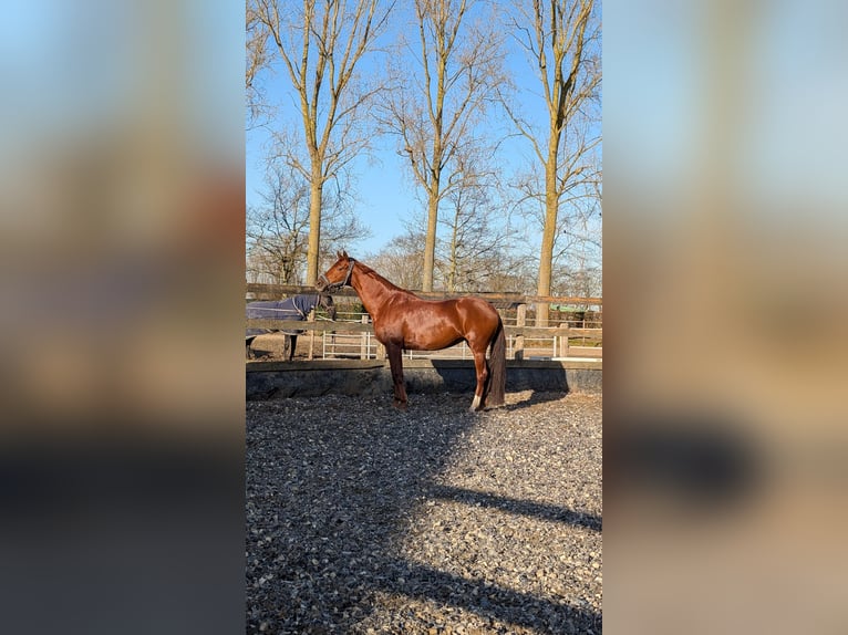 KWPN Jument 7 Ans 168 cm Alezan in Assenede