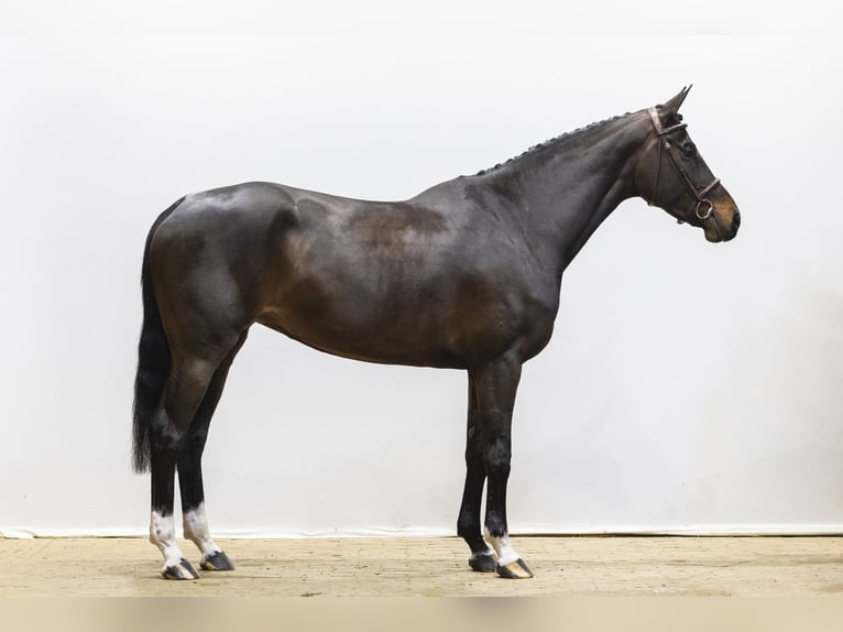 KWPN Jument 7 Ans 168 cm Bai brun in Waddinxveen