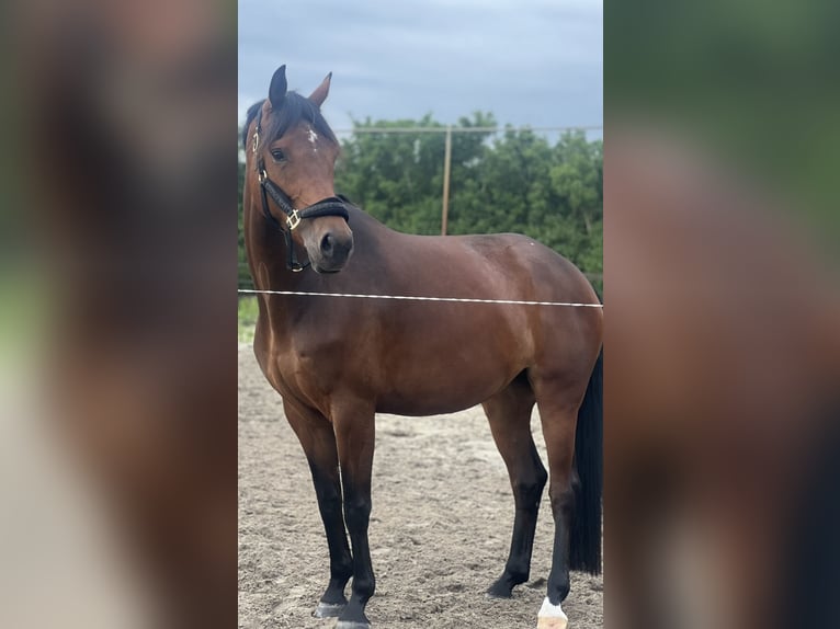 KWPN Jument 7 Ans 168 cm Bai in Breda