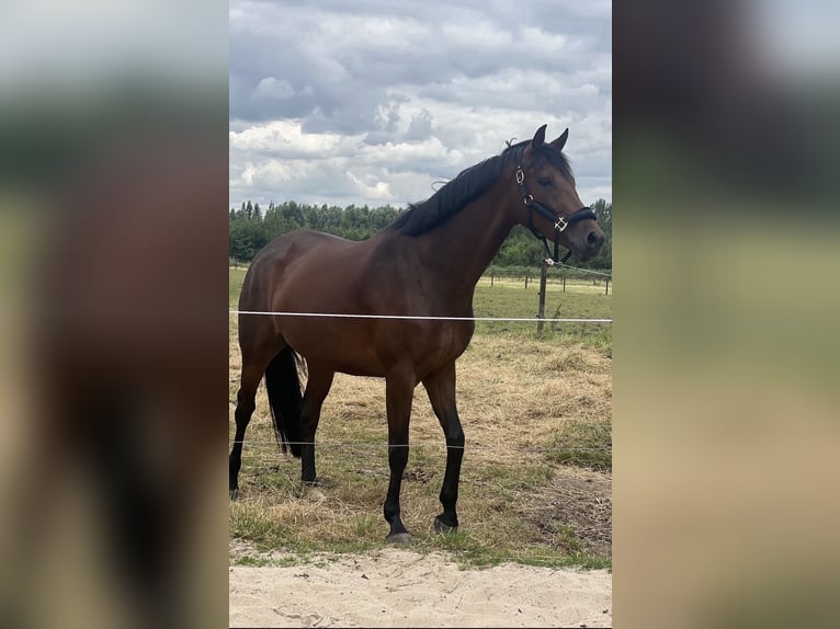 KWPN Jument 7 Ans 168 cm Bai in Breda