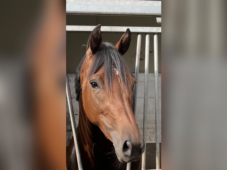 KWPN Jument 7 Ans 168 cm Bai in Breda