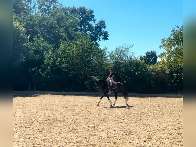 KWPN Jument 7 Ans 168 cm Noir in Enzesfeld-Lindabrunn