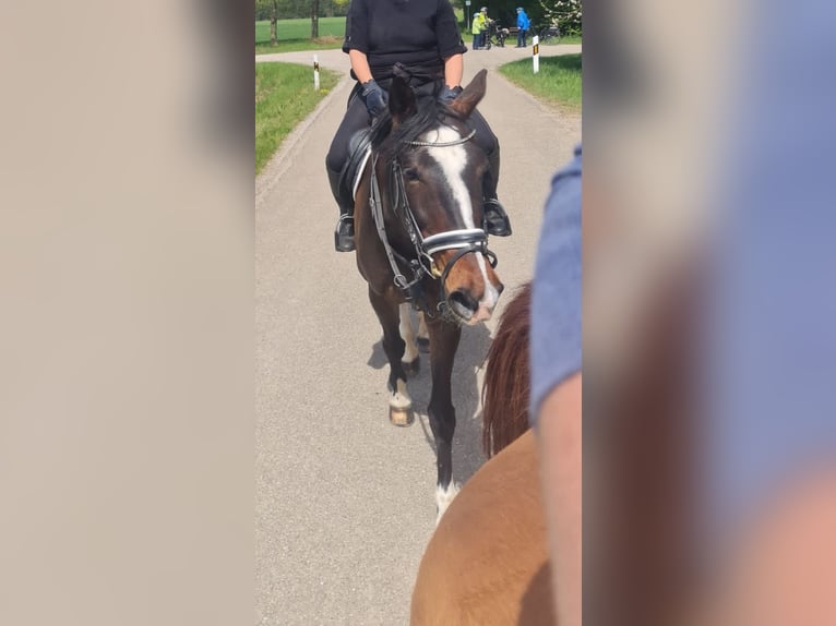 KWPN Jument 7 Ans 169 cm Bai in Wieseth