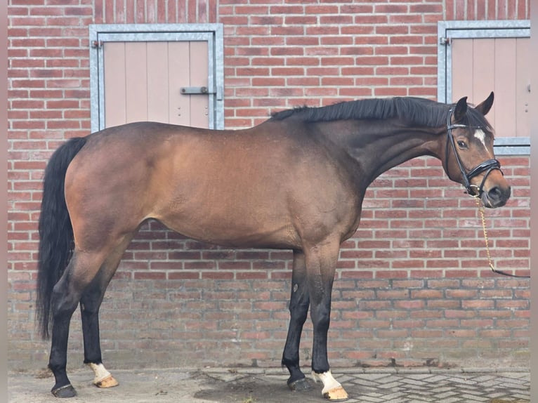 KWPN Jument 7 Ans 169 cm Bai in Someren