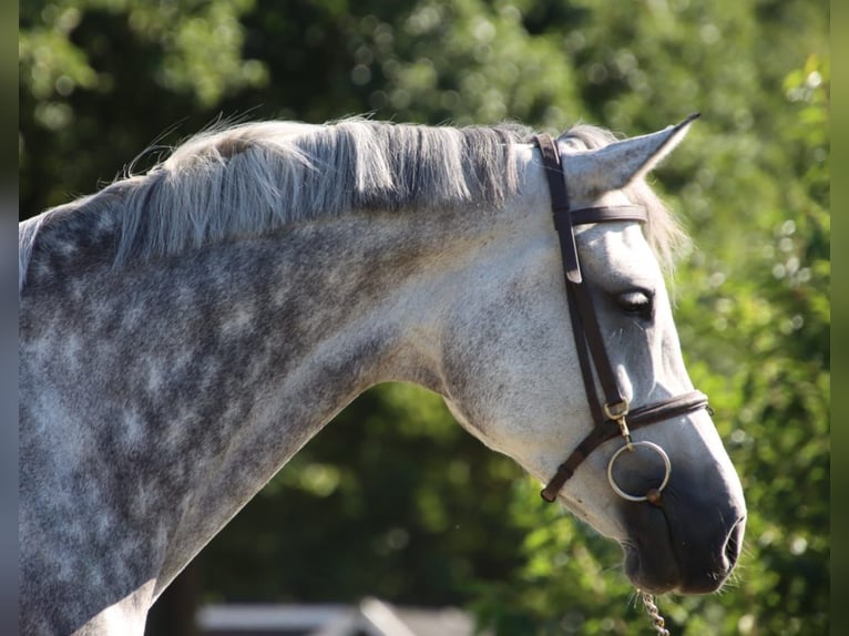 KWPN Jument 7 Ans 169 cm Gris in Holten