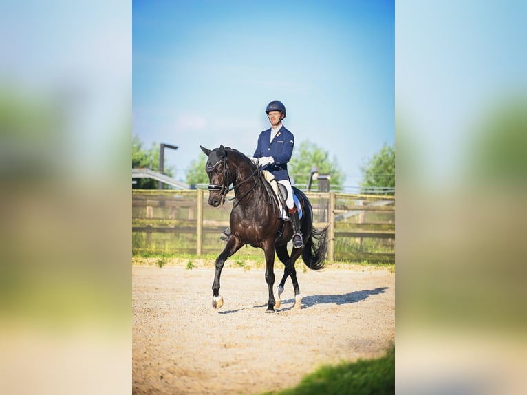 KWPN Jument 7 Ans 169 cm Noir in Groot-Ammers