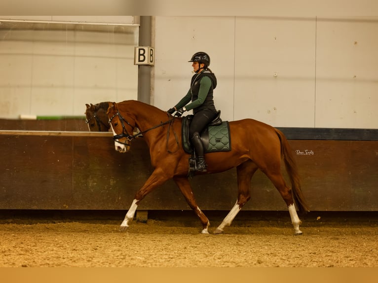 KWPN Jument 7 Ans 170 cm Alezan brûlé in Didam