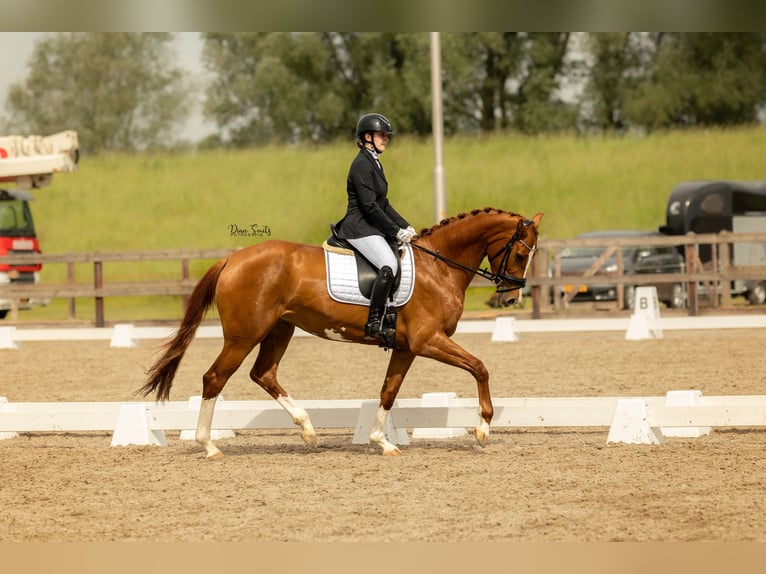 KWPN Jument 7 Ans 170 cm Alezan in Didam