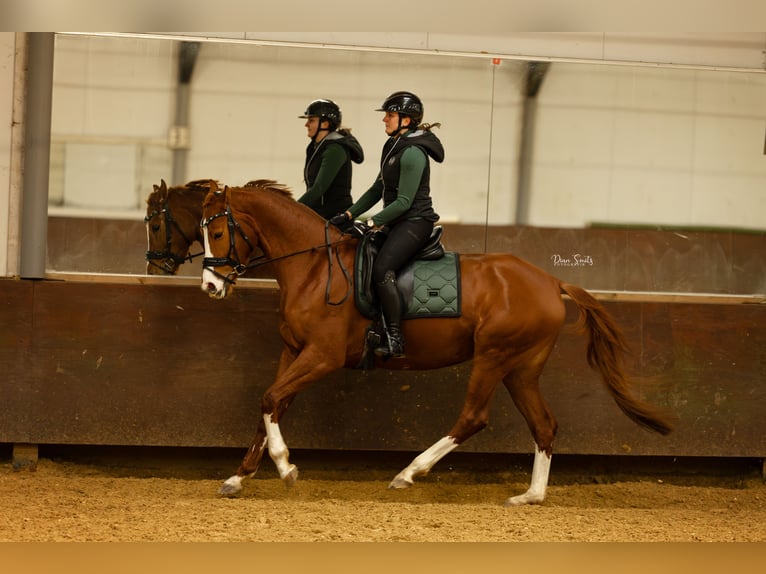 KWPN Jument 7 Ans 170 cm Alezan in Didam