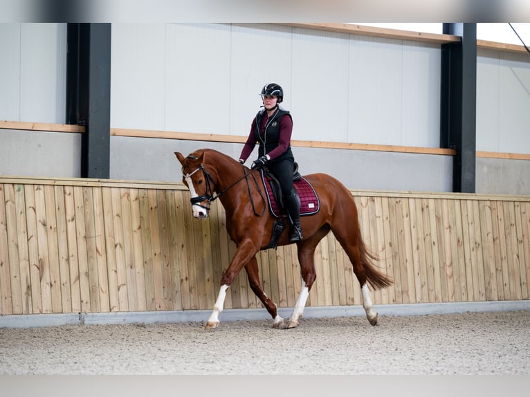 KWPN Jument 7 Ans 170 cm Alezan in Didam